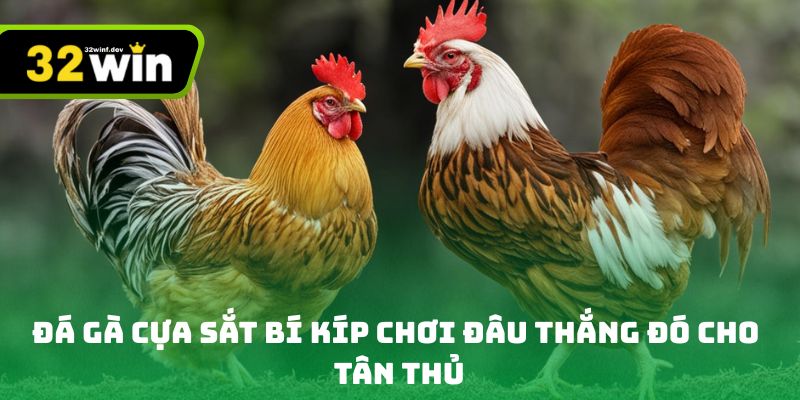 Đá gà cựa sắt bí kíp chơi đâu thắng đó cho tân thủ